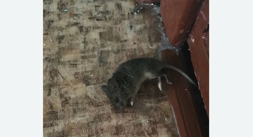 Дезинфекция от мышей в Бирюсинске