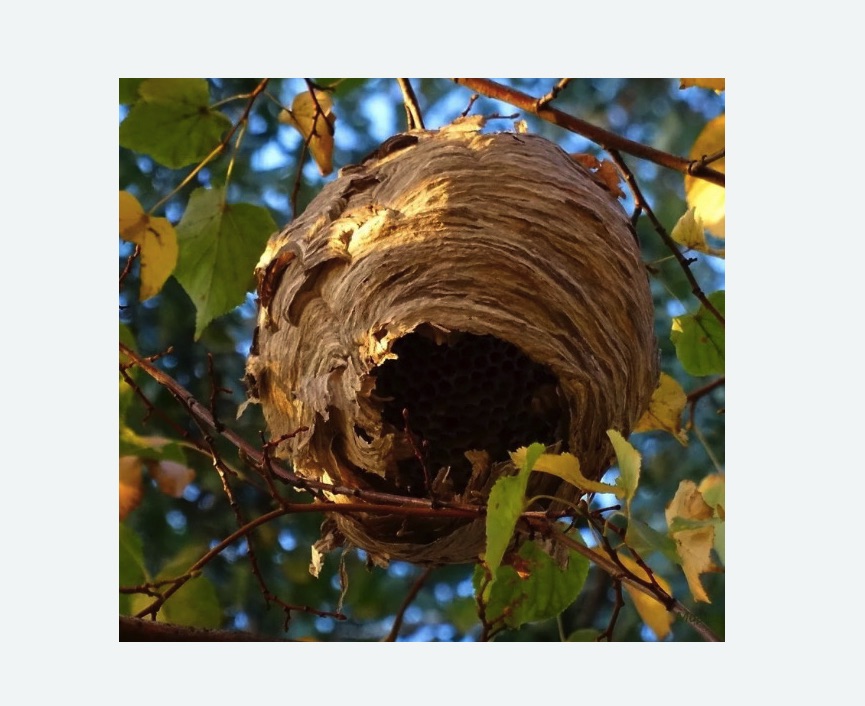 Обработка от шершней в Бирюсинске