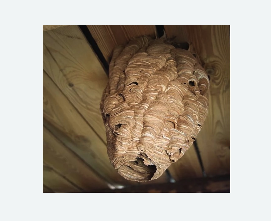 обработка от шершней в Бирюсинске