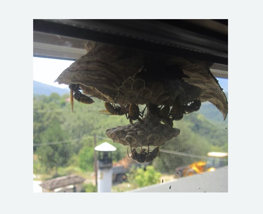 Уничтожение гнёзд шершней в Бирюсинске