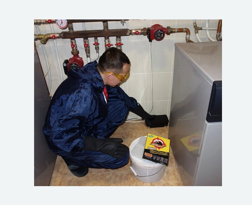 Уничтожение крыс в Бирюсинске