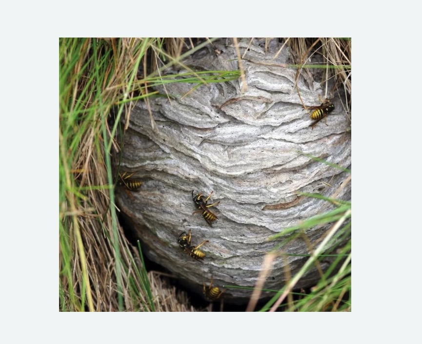 Уничтожение ос и ульев в Бирюсинске